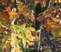 Quercus robur 'Fastigiata' - Zomereik - 3