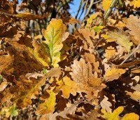 Quercus robur 'Fastigiata' - Zomereik - Zuilvormige Koster