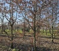 Carpinus betulus - Haagbeuk - 1