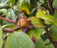 Stewartia pseudocamellia 'Koreana' - Stewartia - 3