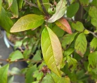 Stewartia pseudocamellia 'Koreana' - Stewartia - 2