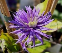 Clematis montana 'Multi Blue' - Bosrank 'Multi Blue' - 2