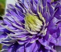 Clematis montana 'Multi Blue' - Bosrank 'Multi Blue' - 1