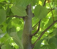 Tilia x europaea 'Pallida' - Koningslinde - 1
