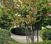 Parrotia persica - Perzisch IJzerhout - 6