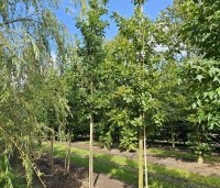 Quercus cerris - Moseik - 5