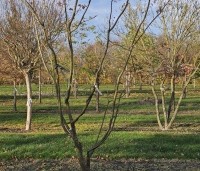 Prunus x subhirtella 'Autumnalis Rosea' - Winterkers - 1
