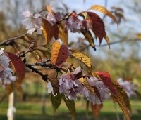 Prunus x subhirtella 'Autumnalis Rosea' - Winterkers - bloei in november