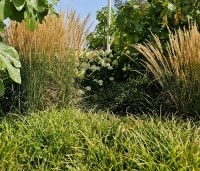 Calamagrostis x acutiflora 'Karl Foerster' - Struisriet 'Karl Foerster' - 4