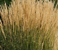 Calamagrostis x acutiflora 'Karl Foerster' - Struisriet 'Karl Foerster' - 3