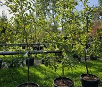 Malus dom. 'Ingrid Marie' - Malus dom. 'Ingrid Marie' - laagstam struik in pot