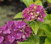 Hydrangea Forever & Ever Purple - Hortensia Forever & Ever Purple - 2