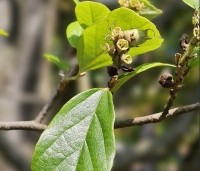 Sycoparrotia semidecidua - Schijnparrotia - 2