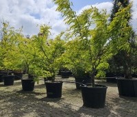 Gleditsia triacanthos 'Sunburst' - Valse christusdoorn - 3