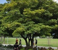 Acer pseudoplatanus - Gewone esdoorn - 6