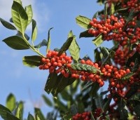 Ilex 'Nellie R. Stevens' - Amerikaanse hulst - februari 2026 met bes