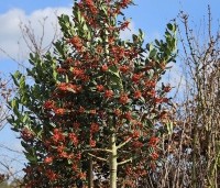 Ilex 'Nellie R. Stevens' - Amerikaanse hulst - februari 2026 met bes