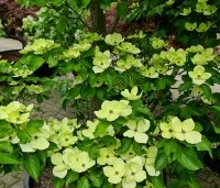 Cornus kousa 'Venus' - Japanse grootbloemige kornoelje ‘Venus' - 3