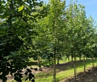 Tilia x europaea 'Euchlora' - Linde - 3