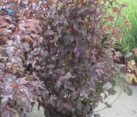 Physocarpus opulifolius 'Lady In Red' - Blaasspiraea 'Lady In Red' - 3