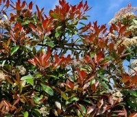 Photinia fraseri 'Red Robin'  - Glansmispel - leischerm met bloei