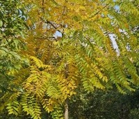 Juglans nigra - Zwarte Notenboom - 1