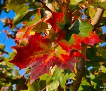 Acer pacific Sunset