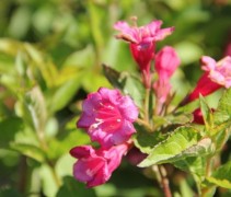 Weigela Styriaca