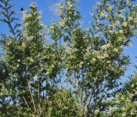 Ligustrum ovalifolium - Haagliguster - 10
