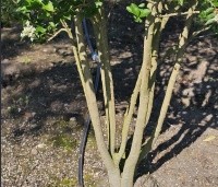 Ligustrum ovalifolium - Haagliguster - 9