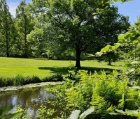 Tilia cordata - Winterlinde - 1