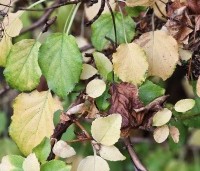 Hydrangea anomala subsp. petiolaris - Klimhortensia - herfst