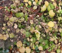 Hydrangea anomala subsp. petiolaris - Klimhortensia - herfst