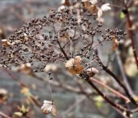 Hydrangea anomala subsp. petiolaris - Klimhortensia - herfst-winterbeeld