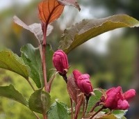 Malus Red Obelisk - Sierappel met donkerrode sierappels - 3