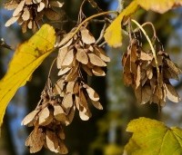 Acer platanoides - Noorse Esdoorn - 6