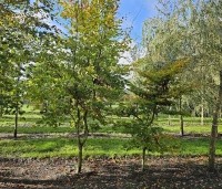 Fagus sylvatica - Groene beuk - 3