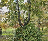 Fagus sylvatica - Groene beuk - 2