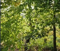 Fagus sylvatica - Groene beuk - 4