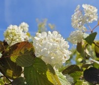 Viburnum plicatum 'Popcorn' - Japanse Sneeuwbal 'Popcorn' - 3