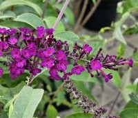 Buddleja davidii 'Royal Red' - Vlinderstruik 'Royal Red' - 1
