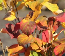 Fothergilla Major
