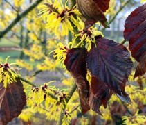 Hamamelis x intermedia 'Westerstede'