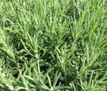 Lavandula Dwarf Blue 