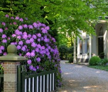 Rododendron catawbiense 'Boursault'