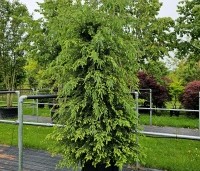 Tsuga canadensis - Canadese Hemlockspar - solitair in pot