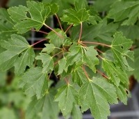 Acer rubrum 'October Glory' - Amerikaanse esdoorn - 4