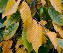 Carpinus betulus pendula herfstverkleuring blad