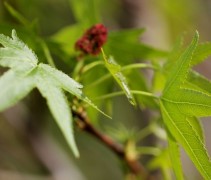 Liquidambar 'Stared'