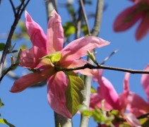 Magnolia Daybreak